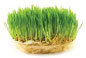 Kamut Grass